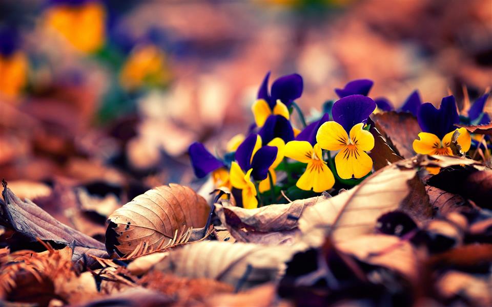 Flowers by Occasion