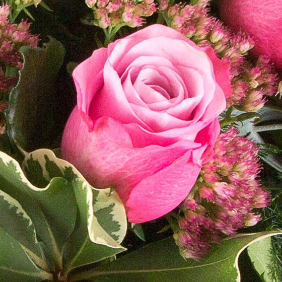 Six Long Stemmed Pink Roses Flowers by Chris Florist Tamworth